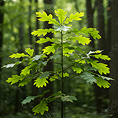 Memorial Tree